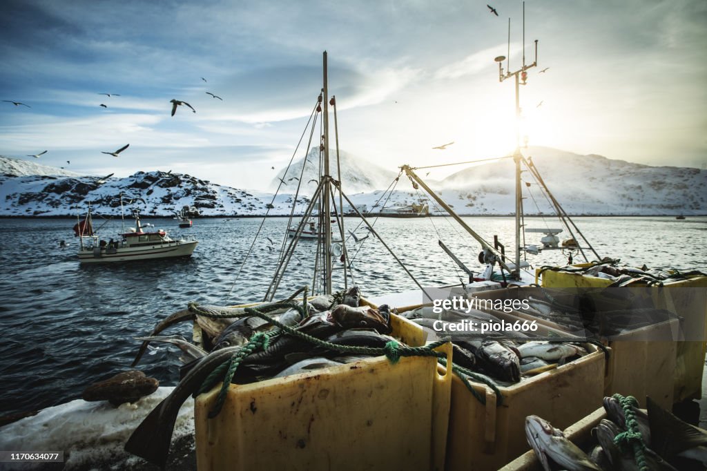 Fishermen fishing skrei cod in the arctic sea