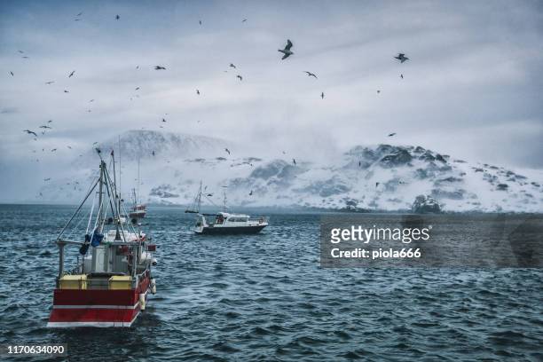 fischerboote für skrei kabeljau im arktischen meer - northern norway stock-fotos und bilder