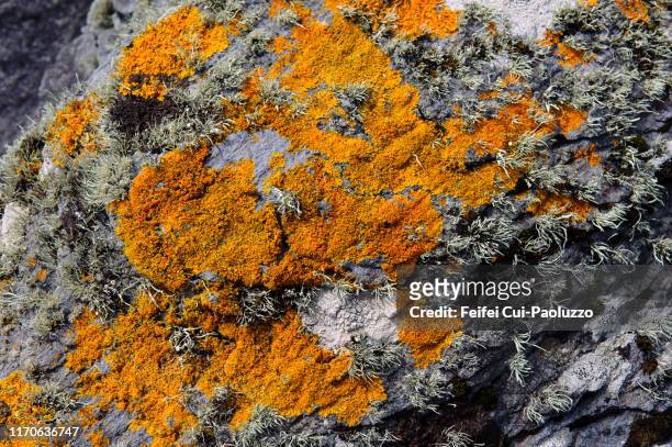 close-up of common orange lichen on the rock at garnish point, beara peninsula - lachen stock pictures, royalty-free photos & images