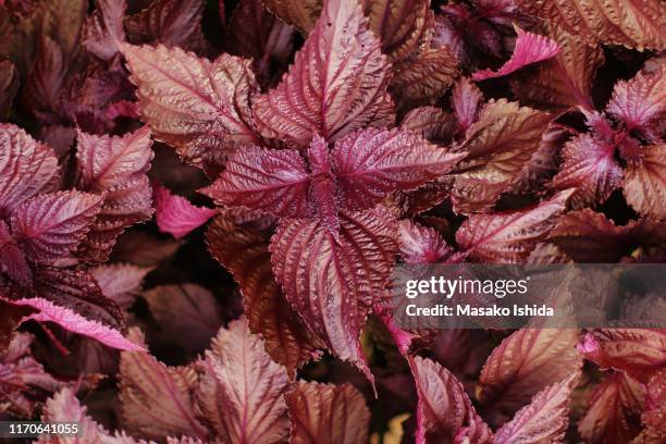 red shiso -red perilla - shiso leaf imagens e fotografias de stock