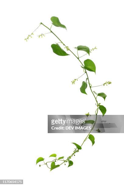green leaves against white background - ivy stock pictures, royalty-free photos & images