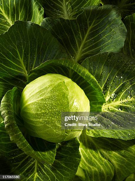 cabbage - cabbage leafs stock-fotos und bilder