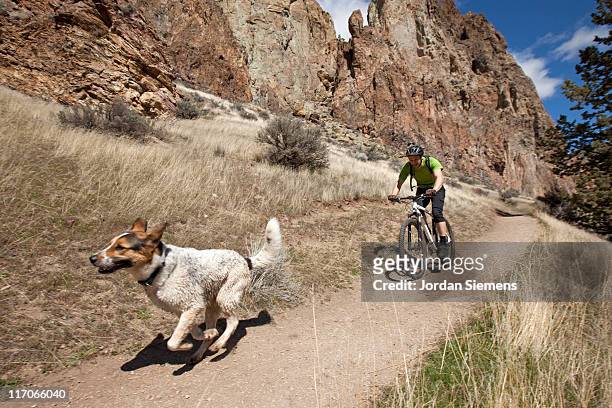 a man mountain biking with his dog. - bent stock pictures, royalty-free photos & images
