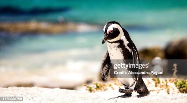 penguin on the beach - african penguin stock-fotos und bilder