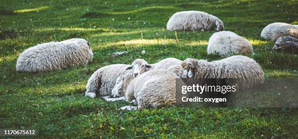sleeping group of sheeps on the green grass. pasture on the meadow - sleep sheep stock pictures, royalty-free photos & images