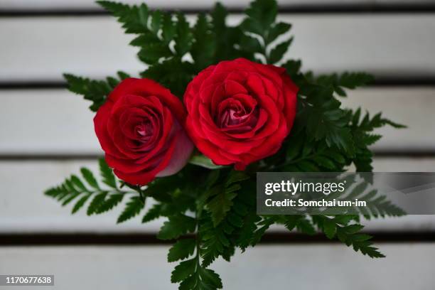 red rose - um único objeto fotografías e imágenes de stock