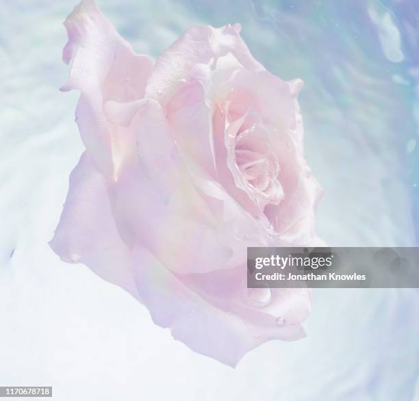 Roses Floating In Water Photos and Premium High Res Pictures - Getty Images