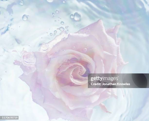 Pink Roses Floating Roses Floating In Water Photos and Premium High Res Pictures - Getty Images