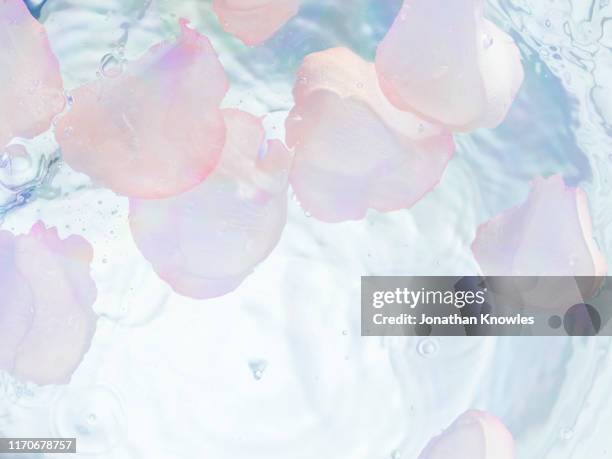 pale pink rose petals in water - rose petals stock-fotos und bilder