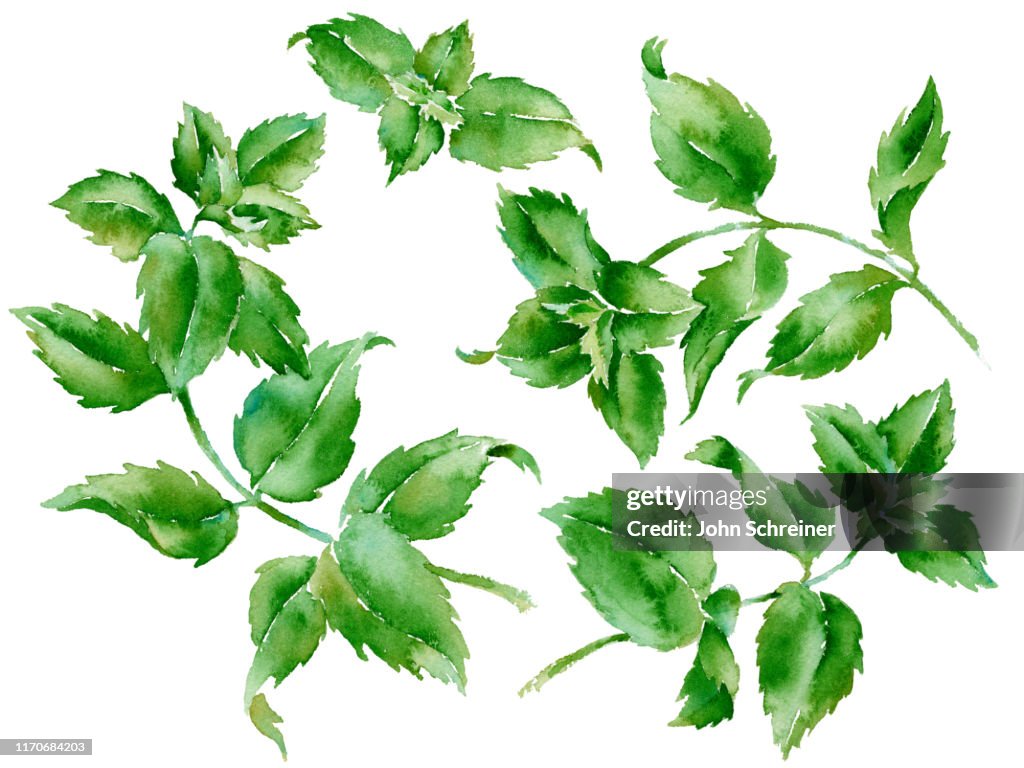 Spearmint