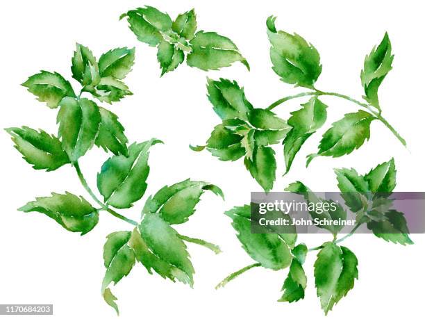 spearmint - mint leaf culinary stock illustrations