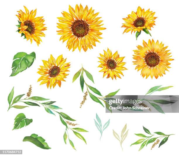 sunflower - sunflowers stock illustrations