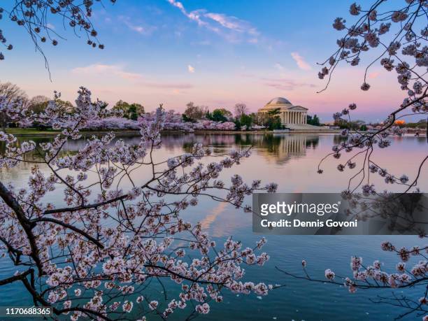 dawn at the tidal basin - washington dc spring stock pictures, royalty-free photos & images