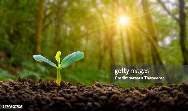 planting seedlings young plant in the morning light on nature background - sapling fotografías e imágenes de stock