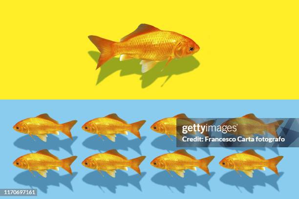 Fish Following Fish Following Fish Photos and Premium High Res Pictures - Getty Images