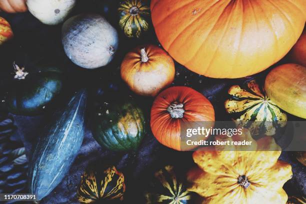 variety of pumpkins and squash - winter vegetables foto e immagini stock