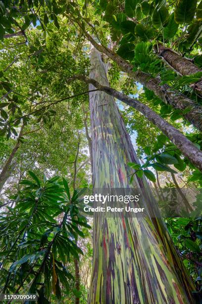 rainbow eucalyptus tree with it's brightly coloured bark,hana,maui,hawaii,usa - eucalyptus tree - fotografias e filmes do acervo