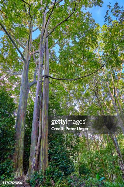 rainbow eucalyptus tree with it's brightly coloured bark,hana,maui,hawaii,usa - eucalyptus tree bark stock pictures, royalty-free photos & images