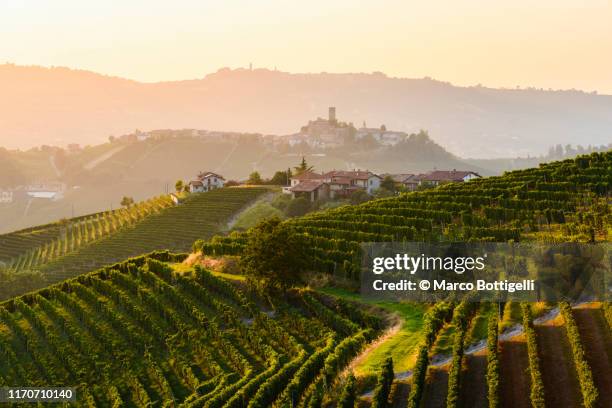 vineyards landscape at sunset, langhe-roero wine region, italy. unesco site - piedmont stock pictures, royalty-free photos & images