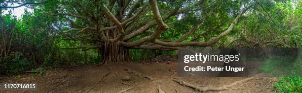 panorama of a banyan tree on walking path,kipahulu visitor centre,maui,hawaii,usa - banyan tree 個照片及圖片檔