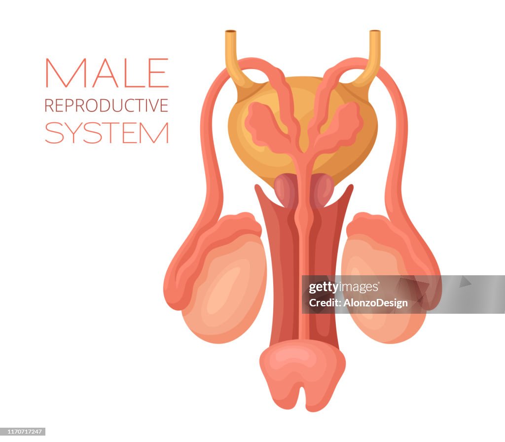 Male reproductive system