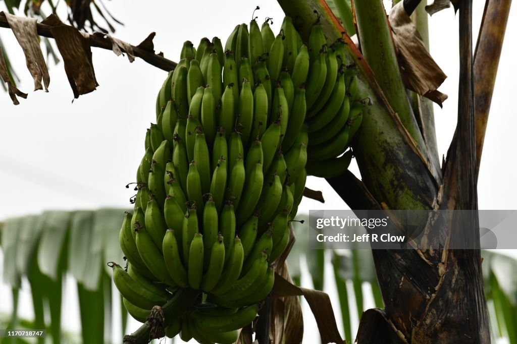 Wild bananas in Costa Rica