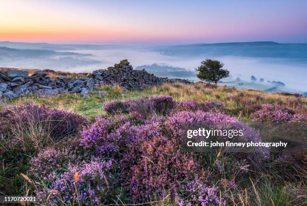 purple landscape on winhill and bamford at dawn, peak district. uk - heather stock pictures, royalty-free photos & images