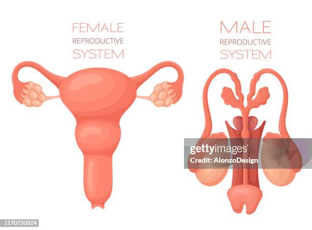 stockillustraties, clipart, cartoons en iconen met anatomie van het menselijk voortplantingssysteem - vrouwelijke gestalte