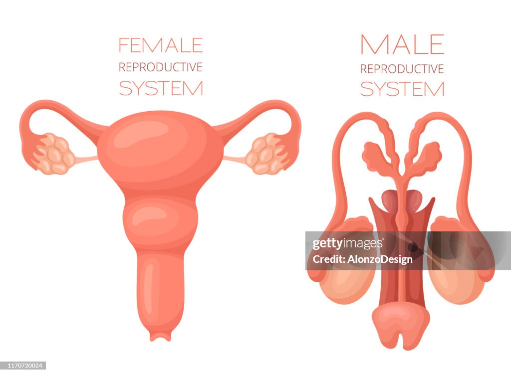 Human reproductive system anatomy