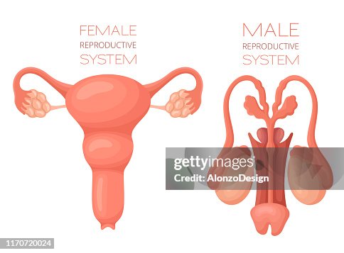 Human reproductive system anatomy Human reproductive system anatomy