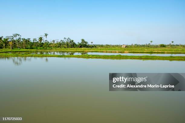 tambaqui and pacu (serrasalmus) fish ponds in yapacani, bolivia - pacu fish stock pictures, royalty-free photos & images