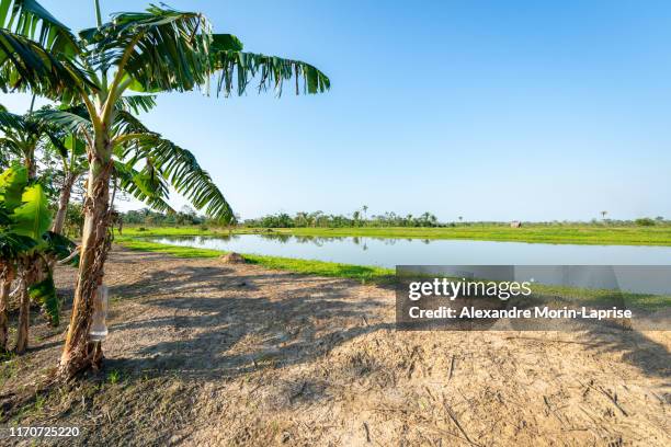 tambaqui and pacu (serrasalmus) fish ponds in yapacani, bolivia - pacu fish stock pictures, royalty-free photos & images
