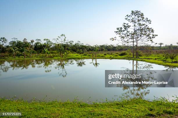 tambaqui and pacu (serrasalmus) fish farming in yapacani, bolivia - pacu fish stock pictures, royalty-free photos & images