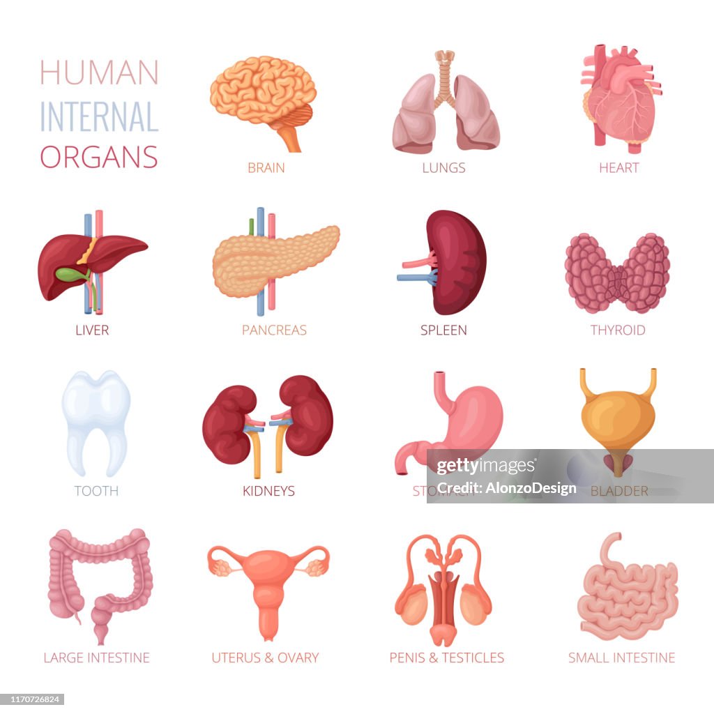 Human Internal Organs