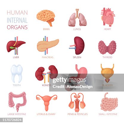 Less Known Internal Organs Human Internal Organs High-Res Vector Graphic - Getty Images