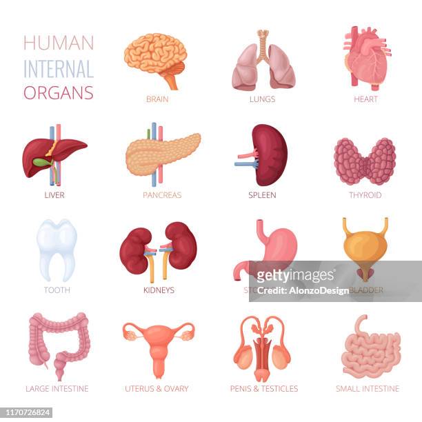 human internal organs - human internal organ stock illustrations