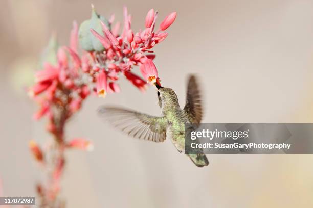 hummingbird at desert flowers - polinización fotografías e imágenes de stock
