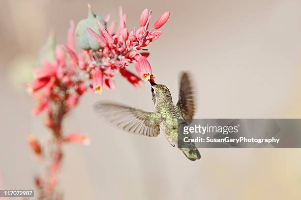 hummingbird at desert flowers - polinização imagens e fotografias de stock