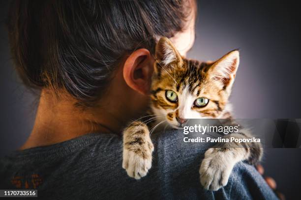 kätzchen und der besitzer - cute animals cuddling stock-fotos und bilder