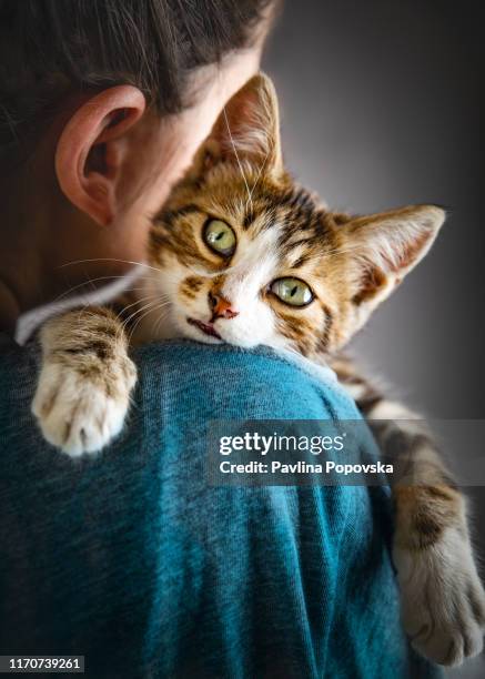 kitten and the owner - affectionate stock pictures, royalty-free photos & images