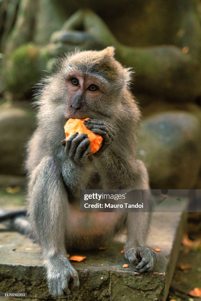 Monkey in Sacred Monkey Forest Sanctuary, Ubud, Bali, Indonesia