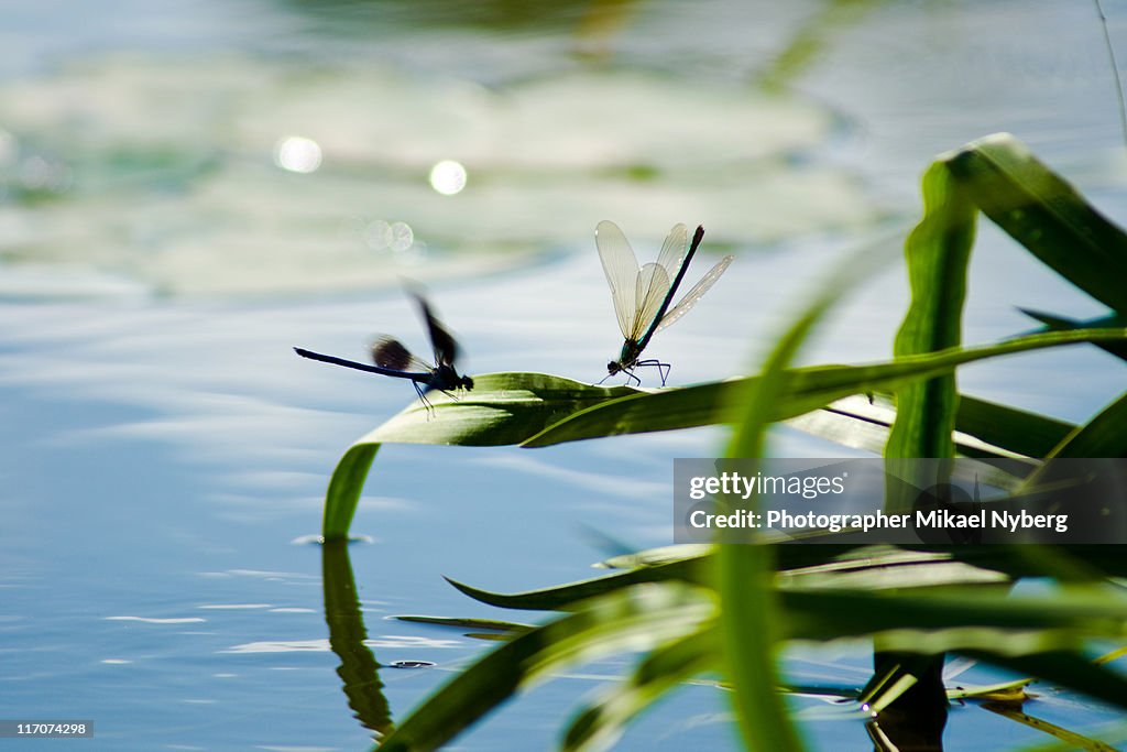 Two dragonflies by water