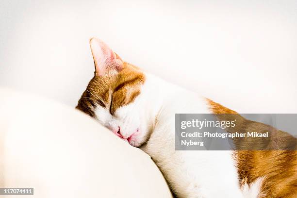 Sleeping cat