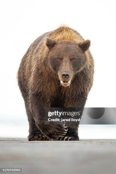 a large sow brown bear walking straight towards the camera along the banks of cook inlet - sow bear stockfoto's en -beelden