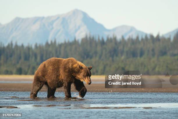 a large coastal brown bear in alaska walks across a tidal delta - brown bear fotografías e imágenes de stock
