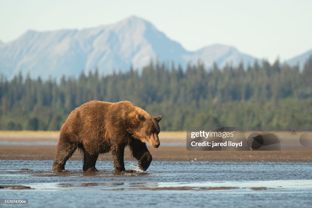 A large coastal brown bear in Alaska walks across a tidal delta