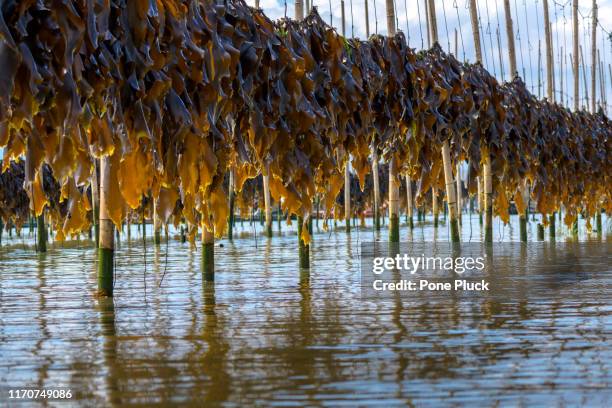 nori cultured in the sea in xiapu city, fujian province - kelp stock pictures, royalty-free photos & images