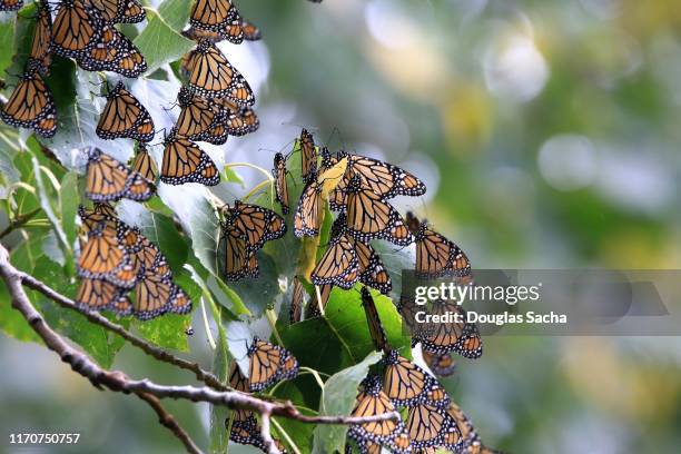 flock of butterflies cover a tree branch - mariposa monarca fotografías e imágenes de stock