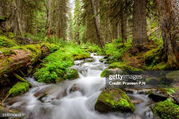 lichen covered rainforest - yoho national park photos et images de collection