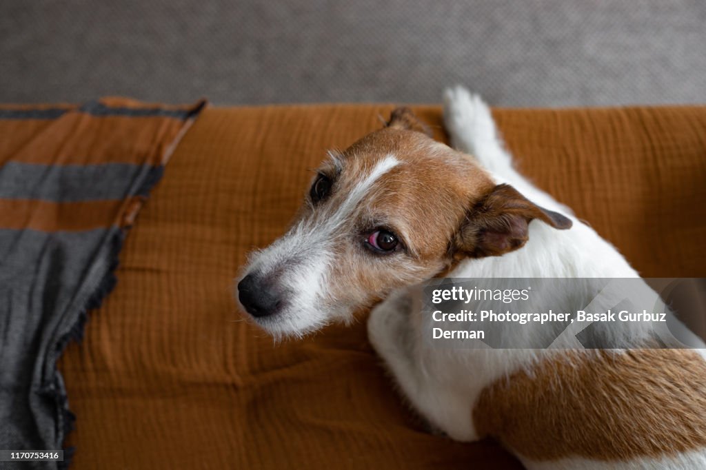 A Parson Terrier with red eye
